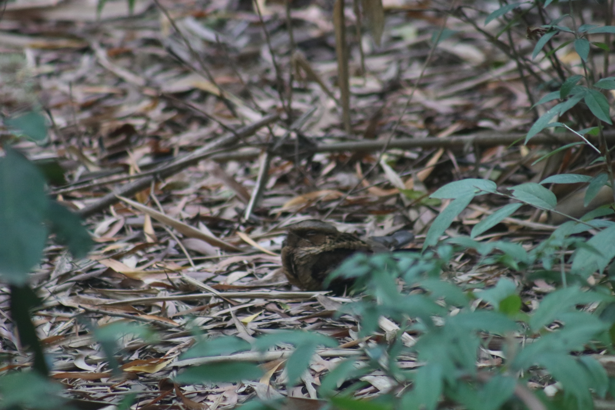 Large-tailed Nightjar