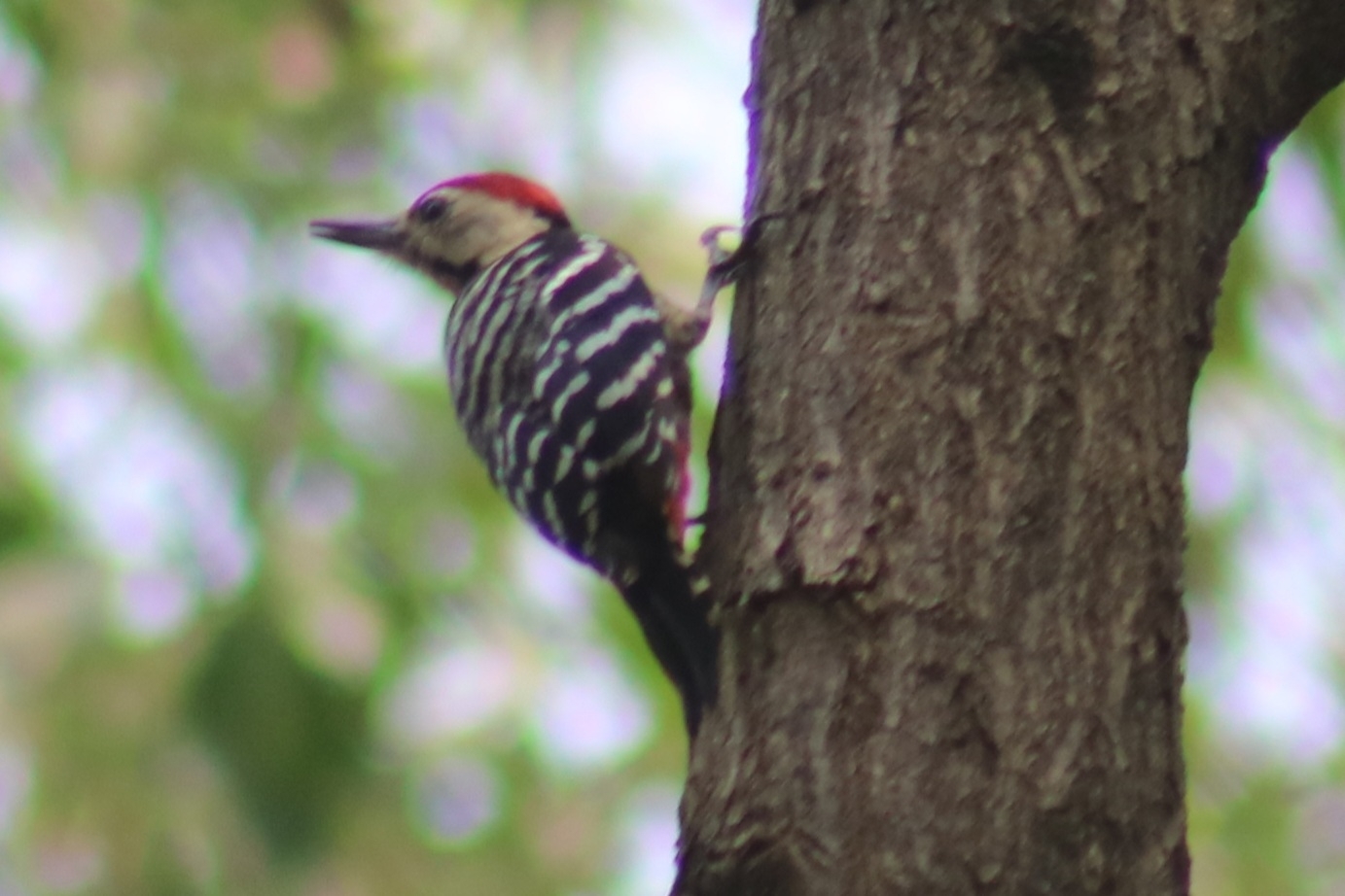 Fulvous-breasted Woodpecker