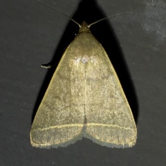 Simplicia cornicalis