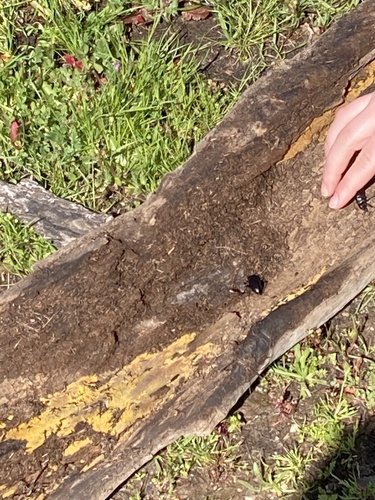 iNaturalist observation photo of Desert Stink Beetles