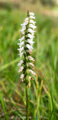 Spiranthes incurva