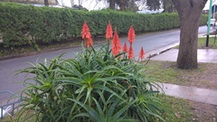 Aloe arborescens