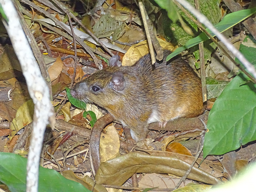 Goeldi's Spiny Rat (Proechimys goeldii) — Least Concern Mammalia