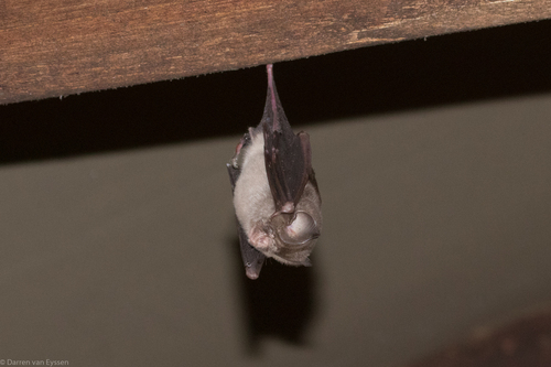 Sundevall's Leaf-nosed Bat