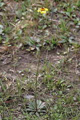 (c) Lauren McLaurin, some rights reserved (CC BY) Helenium brevifolium, photograph (c) Lauren McLaurin, some rights reserved (CC BY)