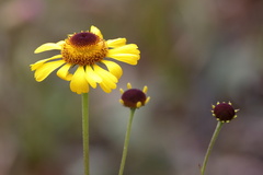 (c) Lauren McLaurin, some rights reserved (CC BY) Helenium brevifolium, photograph (c) Lauren McLaurin, some rights reserved (CC BY)