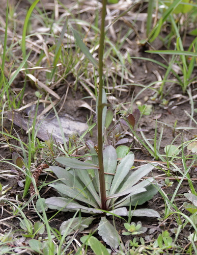 Helenium brevifolium, photograph 5
