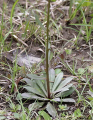 (c) Lauren McLaurin, some rights reserved (CC BY) Helenium brevifolium, photograph (c) Lauren McLaurin, some rights reserved (CC BY)