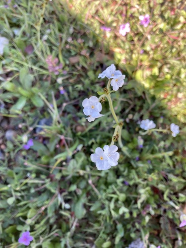 iNaturalist observation photo of Rusty Popcornflower
