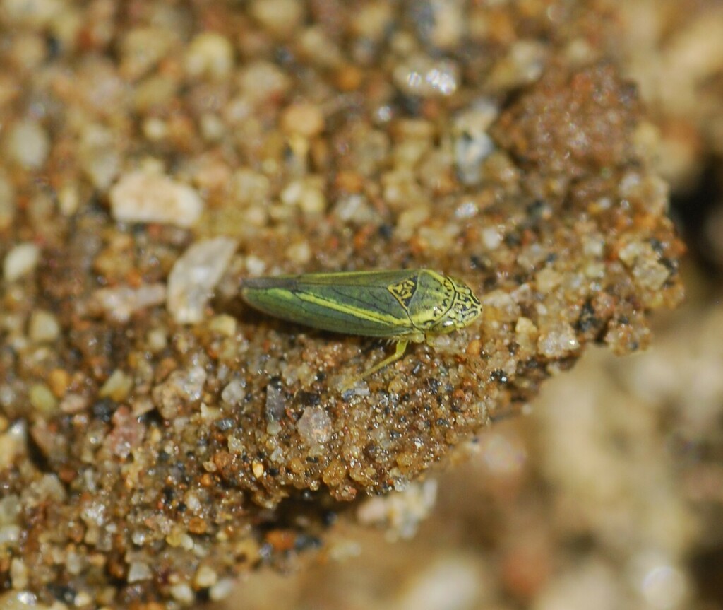 Graphocephala gemmella
