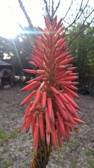 Aloe arborescens