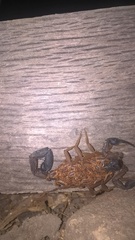 Centruroides edwardsii