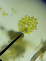 Pediastrum