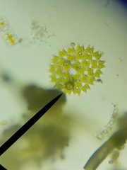 Pediastrum