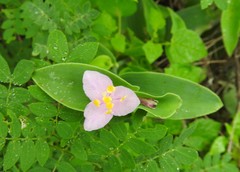 Tradescantia brevifolia