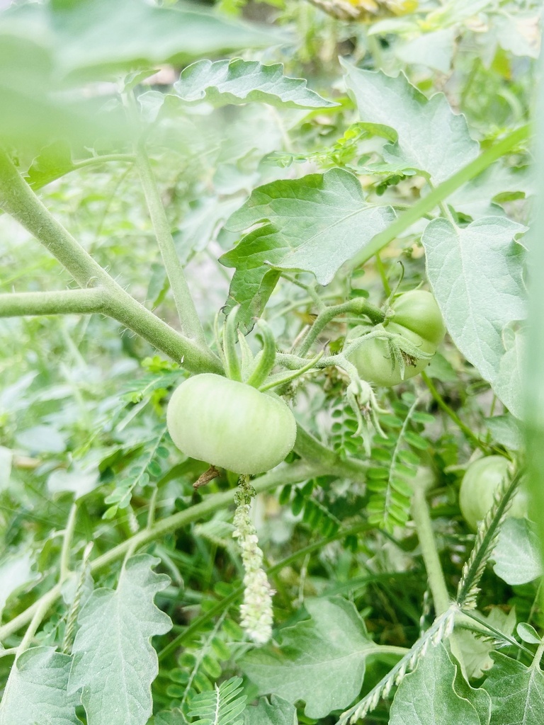 Tomato