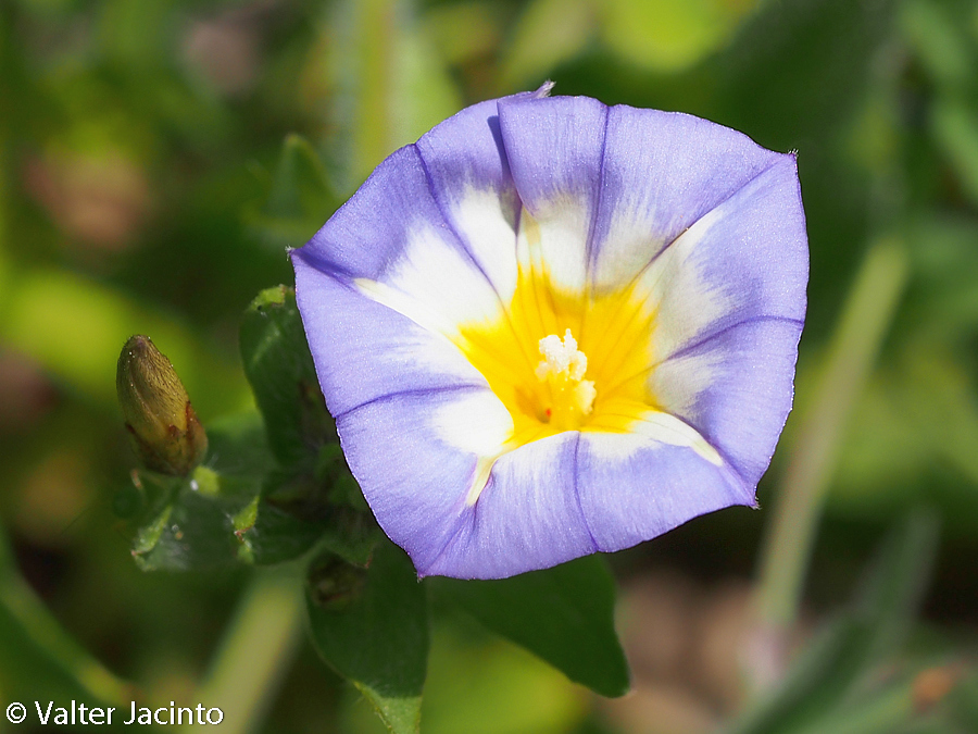 Convolvulus meonanthus