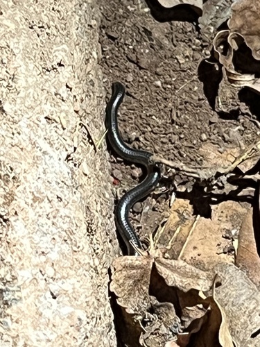 Merker’s Thread Snake, Leptotyphlops merkeri