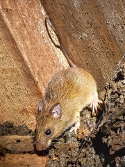 Angouya Sooretamys photo 2