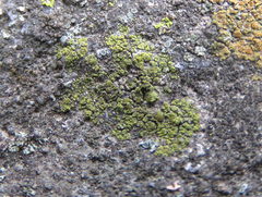 Candelariella dispersa