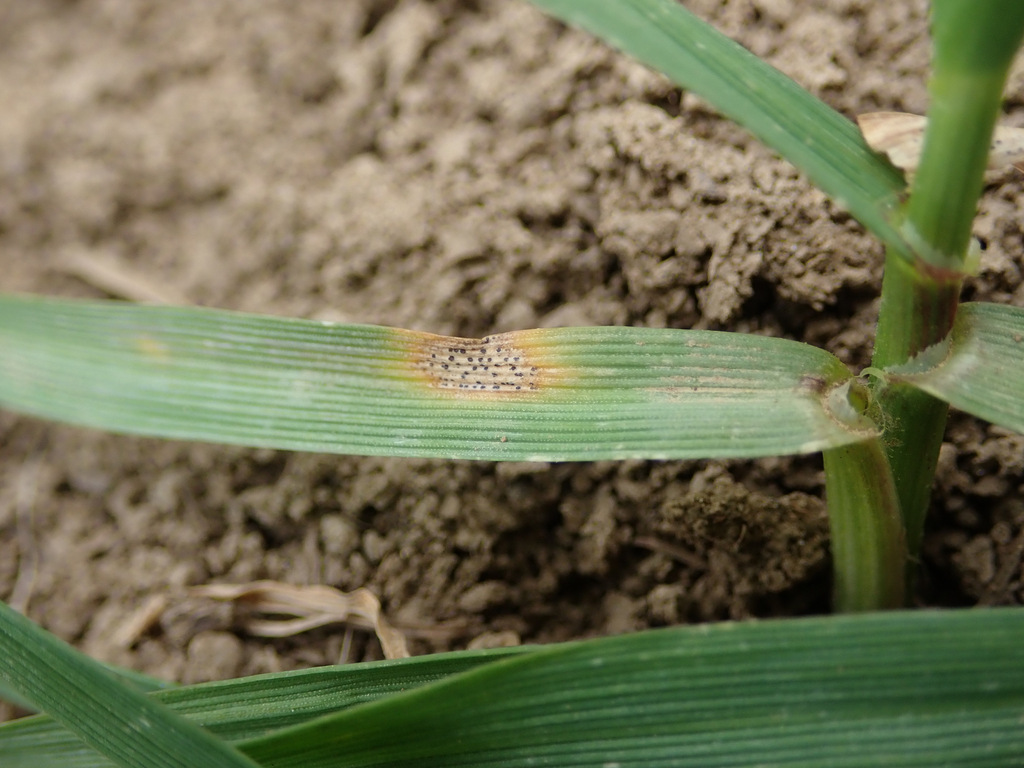 Zymoseptoria tritici from 685 01 Bučovice, Česko on March 24, 2023 at ...