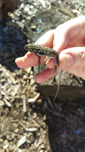 iNaturalist observation photo of Western Side-blotched Lizard