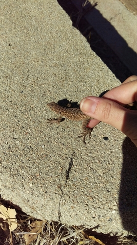 iNaturalist observation photo of Western Side-blotched Lizard
