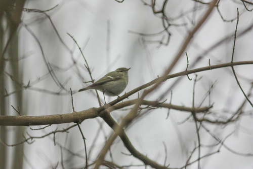 Hume's Leaf Warbler, Zoeterwoude, Nederland, photo 8 of 10