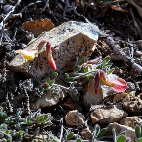 Image of Acmispon neomexicanus by (c) Andrew Tree, some rights reserved (CC BY)