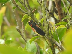 Huechys sanguinea