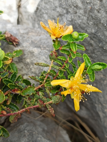 Image of Hypericum balearicum by (c) Niko Ioannidis, some rights reserved (CC BY)