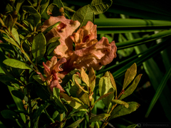 Exobasidium ferrugineae