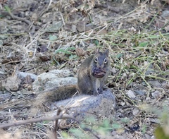 Sciurotamias davidianus