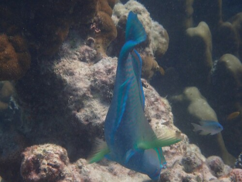 Groenkop-papegaaivis (Chlorurus troschelii) — Scaridae — 3