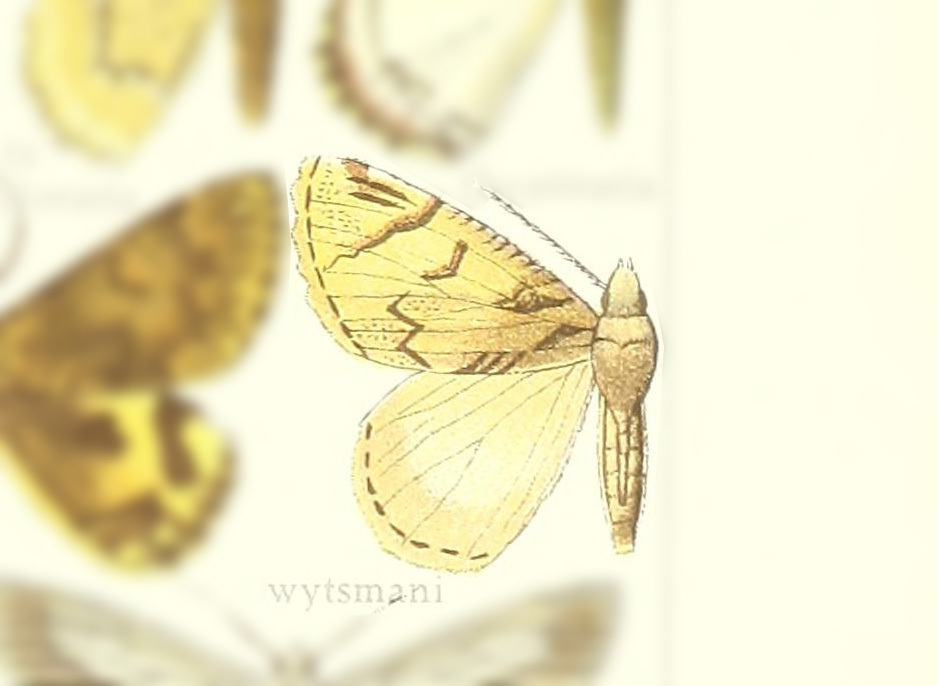 Dindica wytsmani