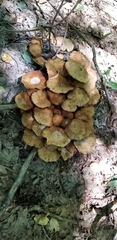 Desarmillaria caespitosa image