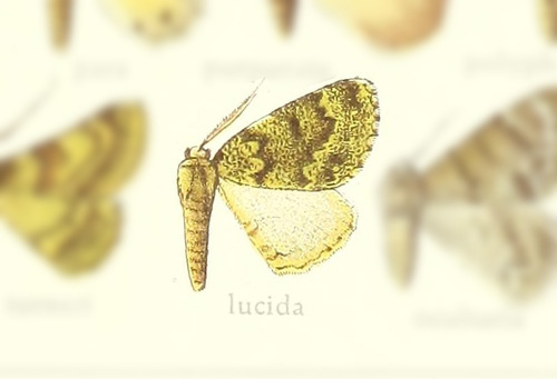 Sphagnodela lucida