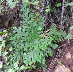 Selaginella novoleonensis