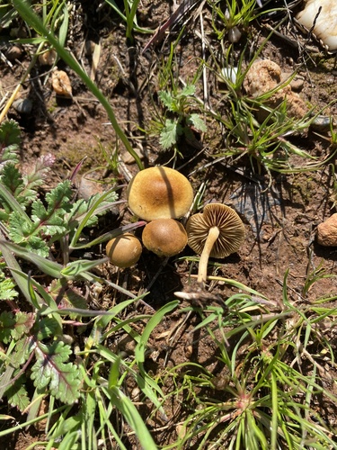 iNaturalist observation photo of Mushrooms, Bracket Fungi, Puffballs, and Allies