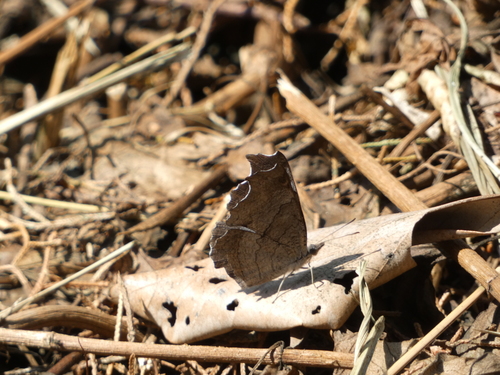 Banded Dandy