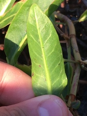 Rumex crassus