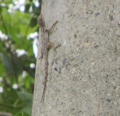 Anolis brevirostris