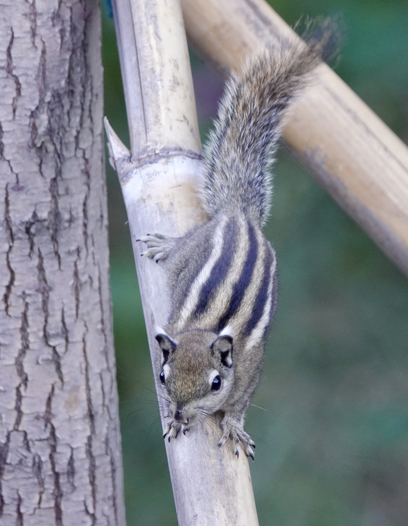 Swinhoe's Striped Squirrel
