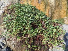 Rumex crassus
