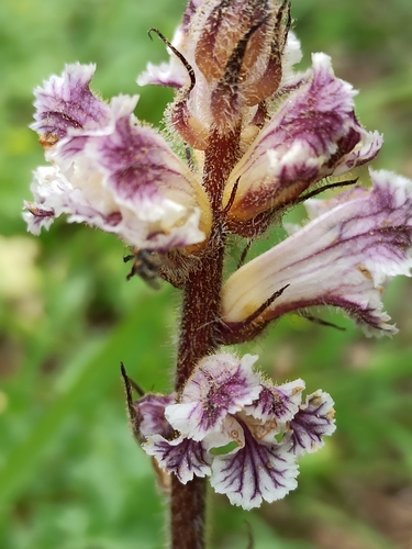 Image of Orobanche crenata by (c) Niko Ioannidis, some rights reserved (CC BY)
