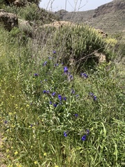 Anchusa azurea image