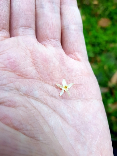Jelutong (Dyera costulata)