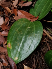 Hoya latifolia
