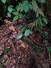 Hoya latifolia, photograph (c) pbsg, some rights reserved (CC BY)