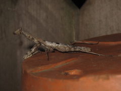 Stagmomantis carolina